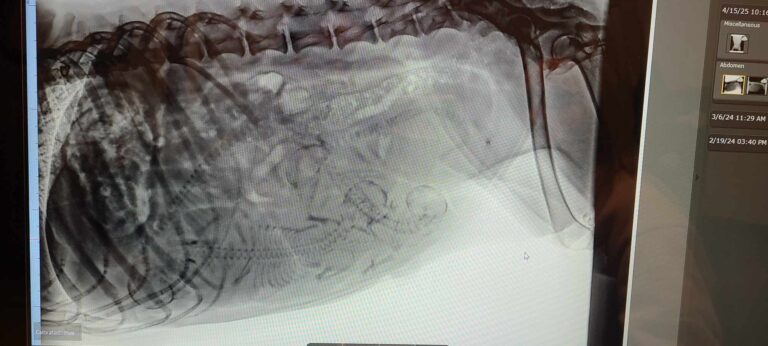 radiographie de de Oak gestante